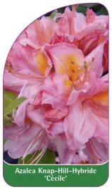 etykieta-szkolkarska-azalea-cecile