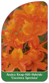 etykieta-szkolkarska-azalea-coccinea-speciosa