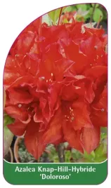 etykieta-szkolkarska-azalea-doloroso-a