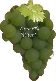 etykieta-szkolkarska-winorosl-riton-jumbo-zielony