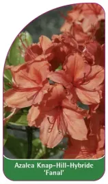 etykieta-szkolkarska-azalea-fanal