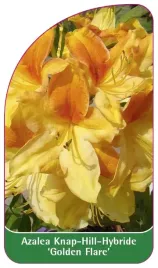 etykieta-szkolkarska-azalea-golden-flare-a