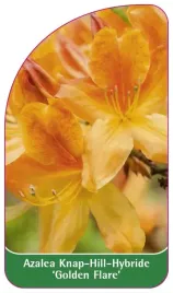 etykieta-szkolkarska-azalea-golden-flare-b