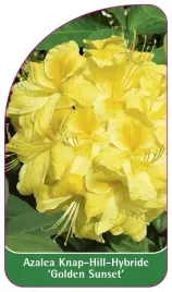 etykieta-szkolkarska-azalea-golden-sunset-a