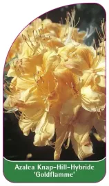 etykieta-szkolkarska-azalea-goldflamme-a