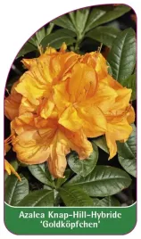 etykieta-szkolkarska-azalea-goldkopfchen
