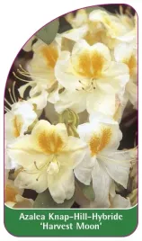 etykieta-szkolkarska-azalea-harvest-moon