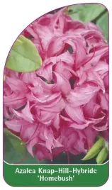 etykieta-szkolkarska-azalea-homebush