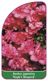 etykieta-szkolkarska-azalea-japonica-vuyk-s-rosyred-mini