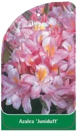 etykieta-szkolkarska-azalea-juniduft