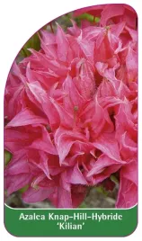 etykieta-szkolkarska-azalea-kilian