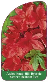 etykieta-szkolkarska-azalea-koster-s-brilliant-red