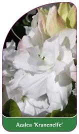 etykieta-szkolkarska-azalea-kranenelfe