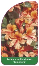 etykieta-szkolkarska-azalea-mollis-x-sinensis-lemonora