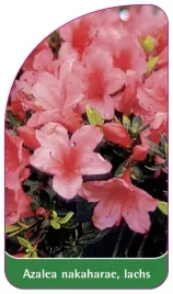 etykieta-szkolkarska-azalea-nakaharae-lachs