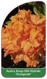 etykieta-szkolkarska-azalea-orangeade