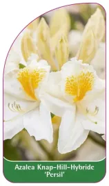 etykieta-szkolkarska-azalea-persil