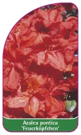 etykieta-szkolkarska-azalea-pontica-feuerkopfchen-mini