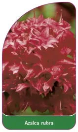 etykieta-szkolkarska-azalea-rubra