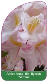 etykieta-szkolkarska-azalea-satomi