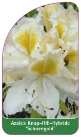 etykieta-szkolkarska-azalea-schneegold