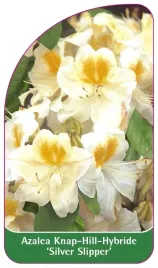 etykieta-szkolkarska-azalea-silver-slipper-a