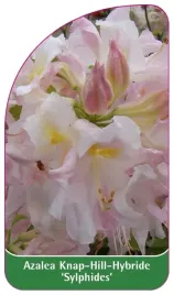 etykieta-szkolkarska-azalea-sylphides