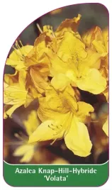 etykieta-szkolkarska-azalea-volata