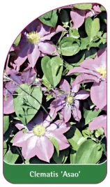 etykieta-szkolkarska-clematis-asao-a