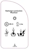 etykieta-szkolkarska-hydrangea-paniculata-phantom-c-stan-nowy