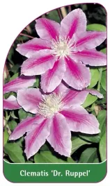 etykieta-szkolkarska-clematis-dr-ruppel