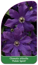 etykieta-szkolkarska-clematis-viticella-polish-spirit