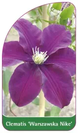 etykieta-szkolkarska-clematis-warszawska-nike
