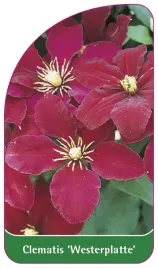 etykieta-szkolkarska-clematis-westerplatte-a