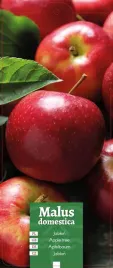 malus-domestica-jablon-czerwona