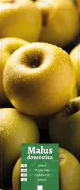 malus-domestica-jablon-zolta