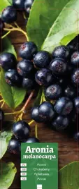 aronia-melanocarpa-aronia