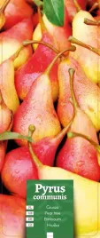 pyrus-communis-grusza-czerwona
