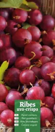 ribes-uva-crispa-agrest-czerwony