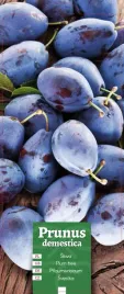 prunus-demestica-sliwa-niebieska