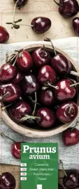 prunus-avium-czeresnia