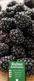 rubus-fruticosus-jezyna-bezkolcowa