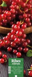 ribes-rubrum-porzeczka-czerwona