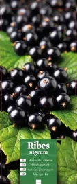 ribes-nigrum-porzeczka-czarna