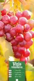 vitis-vinifera-winorosl-jasny-roz