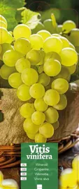 vitis-vinifera-winorosl-zielona