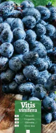 vitis-vinifera-winorosl-granatowa