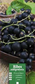 ribes-nidigrolaria-porzeczkoagrest