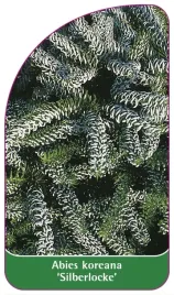 etykieta-szkolkarska-abies-koreana-silberlocke