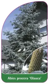 etykieta-szkolkarska-abies-procera-glauca